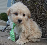 Max, a male Yorkipoo for sale in Celina, OH – Photo 6 of 10