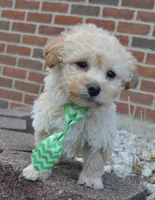 Max, a male Yorkipoo for sale in Celina, OH – Photo 3 of 10