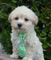 Max, a male Yorkipoo for sale in Celina, OH – Photo 10 of 10