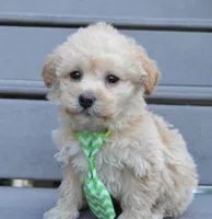 Max, a male Yorkipoo for sale in Celina, OH – Photo 7 of 10