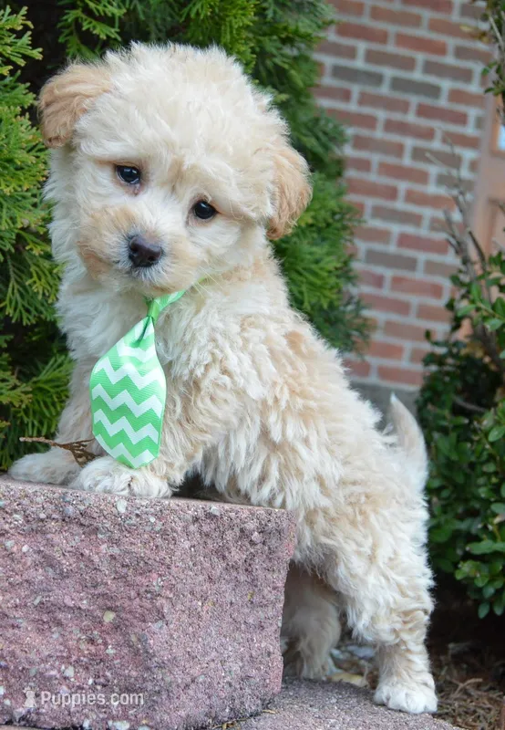 Max – Yorkipoo puppy for sale in Celina, OH