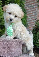 Max, a male Yorkipoo for sale in Celina, OH – Photo 1 of 10