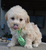 Max, a male Yorkipoo for sale in Celina, OH – Photo 2 of 10