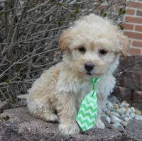 Max, a male Yorkipoo for sale in Celina, OH – Photo 9 of 10