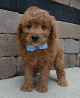 Mini Ginger, a male Miniature Goldendoodle for sale in Celina, OH – 3 of 10
