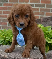 Caesar, a male Cavapoo for sale in Celina, OH – Photo 2 of 10