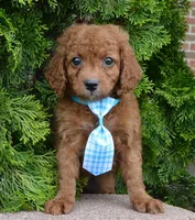 Caesar, a male Cavapoo for sale in Celina, OH – Photo 3 of 10
