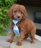 Caesar, a male Cavapoo for sale in Celina, OH – Photo 5 of 10