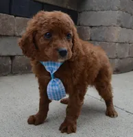 Caesar, a male Cavapoo for sale in Celina, OH – Photo 8 of 10