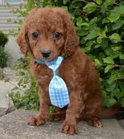 Caesar, a male Cavapoo for sale in Celina, OH – Photo 6 of 10