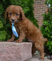 Caesar, a male Cavapoo for sale in Celina, OH – Photo 9 of 10