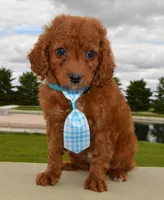 Caesar, a male Cavapoo for sale in Celina, OH – Photo 7 of 10