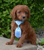 Caesar, a male Cavapoo for sale in Celina, OH – Photo 4 of 10