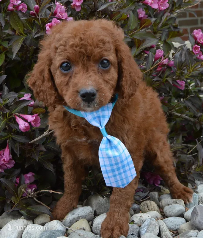 Caesar, a male Cavapoo for sale in Celina, OH – Photo 1 of 10