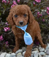 Caesar, a male Cavapoo for sale in Celina, OH – Photo 1 of 10