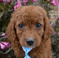 Caesar, a male Cavapoo for sale in Celina, OH – Photo 10 of 10