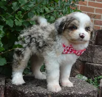 Mini Ava, a female Miniature Aussiedoodle for sale in Celina, OH – 3 of 10
