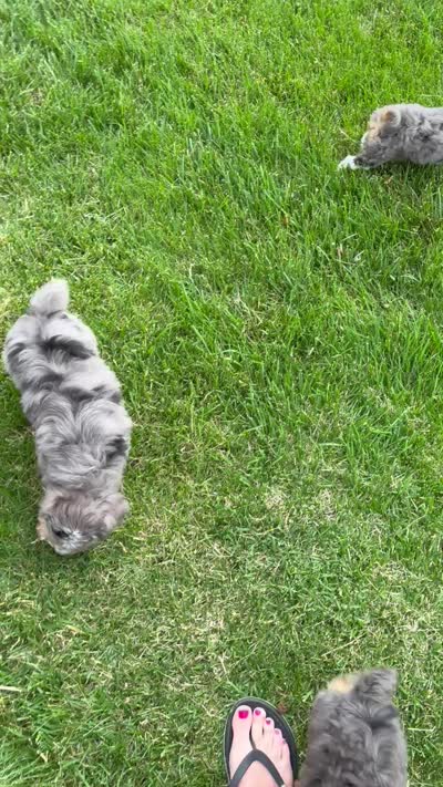 Mini Asher, a male Miniature Aussiedoodle for sale in Celina, OH – 10 of 10