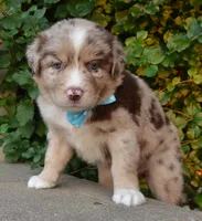 Abby, a female Australian Shepherd for sale in Celina, OH – 9 of 10