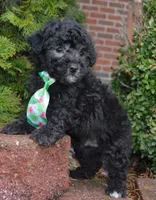 Paco, a male Poodle - Miniature  for sale in Celina, OH – Photo 9 of 10