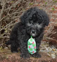 Paco, a male Poodle - Miniature  for sale in Celina, OH – Photo 6 of 10