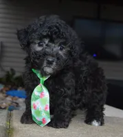 Paco, a male Poodle - Miniature  for sale in Celina, OH – Photo 2 of 10