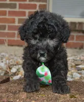 Paco, a male Poodle - Miniature  for sale in Celina, OH – Photo 5 of 10