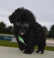 Paco, a male Poodle - Miniature  for sale in Celina, OH – Photo 4 of 10