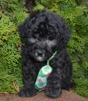 Paco, a male Poodle - Miniature  for sale in Celina, OH – Photo 8 of 10