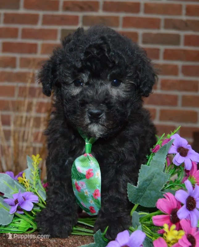 Paco – Poodle - Miniature  puppy for sale in Celina, OH