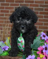 Paco, a male Poodle - Miniature  for sale in Celina, OH – Photo 1 of 10