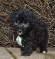 Paco, a male Poodle - Miniature  for sale in Celina, OH – Photo 3 of 10