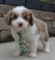 Mini Arlo, a male Miniature Aussiedoodle for sale in Celina, OH – 10 of 10