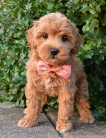 Sadie, a female Shihpoo for sale in Celina, OH – 2 of 10