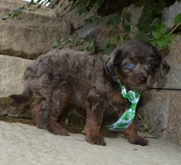 Mini Axel, a male Miniature Aussiedoodle for sale in Celina, OH – 3 of 10