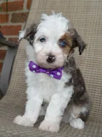 Mini Aspen, a female Miniature Aussiedoodle for sale in Celina, OH – 8 of 10