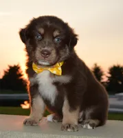 Angel, a female Australian Shepherd for sale in Celina, OH – 4 of 10