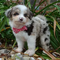 Mini Ava, a female Miniature Aussiedoodle for sale in Celina, OH – 9 of 10