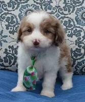 Mini Arlo, a male Miniature Aussiedoodle for sale in Celina, OH – 5 of 10