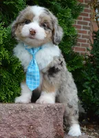 Mini Asher, a male Miniature Aussiedoodle for sale in Celina, OH – 8 of 10