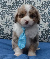 Mini Asher, a male Miniature Aussiedoodle for sale in Celina, OH – 2 of 10