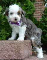 Mini Aspen, a female Miniature Aussiedoodle for sale in Celina, OH – 6 of 10