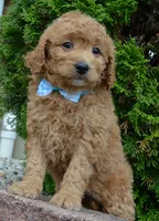 Mini Ginger, a male Miniature Goldendoodle for sale in Celina, OH – 9 of 10