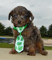 Mini Axel, a male Miniature Aussiedoodle for sale in Celina, OH – 10 of 10