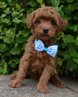 Mini Gigi, a female Miniature Goldendoodle for sale in Celina, OH – 2 of 10