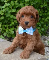 Mini Gigi, a female Miniature Goldendoodle for sale in Celina, OH – 5 of 10