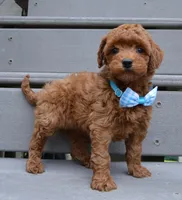 Mini Gigi, a female Miniature Goldendoodle for sale in Celina, OH – 7 of 10