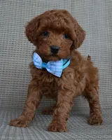 Mini Gigi, a female Miniature Goldendoodle for sale in Celina, OH – 10 of 10