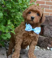 Mini Gigi, a female Miniature Goldendoodle for sale in Celina, OH – 9 of 10