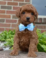 Mini Gigi, a female Miniature Goldendoodle for sale in Celina, OH – 3 of 10